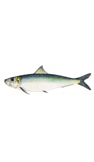 Fish4Dogs - Sardine Complete - Sardinka - 12kg
