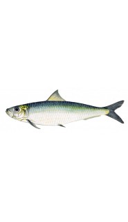 Fish4Dogs - Sardine Complete - Sardinka - Mini - 6kg